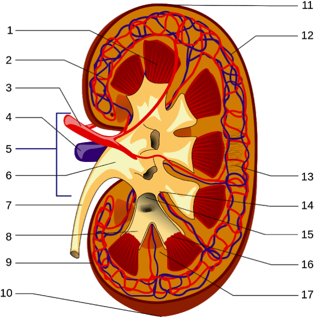 Nephrology Disease Treatment Symptoms, Causes And Their Types Nephrology Disease Treatment Symptoms, Causes And Their Types