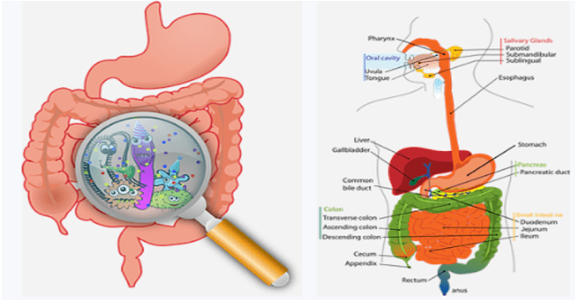 Healing Powers Of CBD Oil For Gut Health Image Healing Powers Of CBD Oil For Gut Health Image