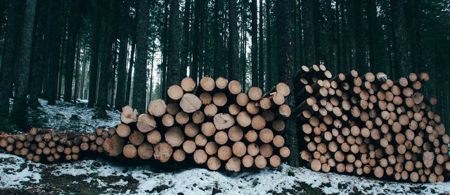 Hardwood Logs For Sale: How To Buy Firewood Logs For Long-Lasting Fires