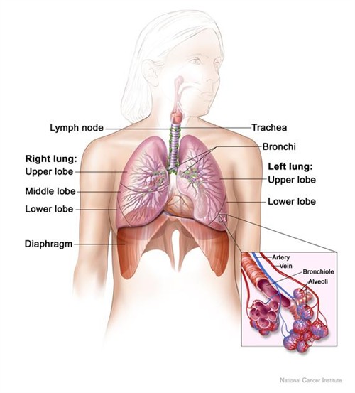 Lung Cancer: Risks, Symptoms & Prevention Lung Cancer: Risks, Symptoms & Prevention