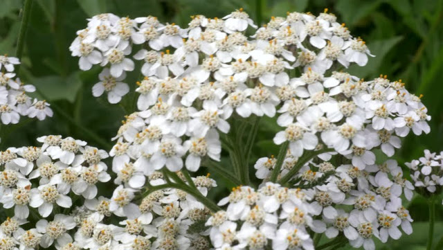 Top 7 Herbs For Beautiful And Healthy Looking Skin