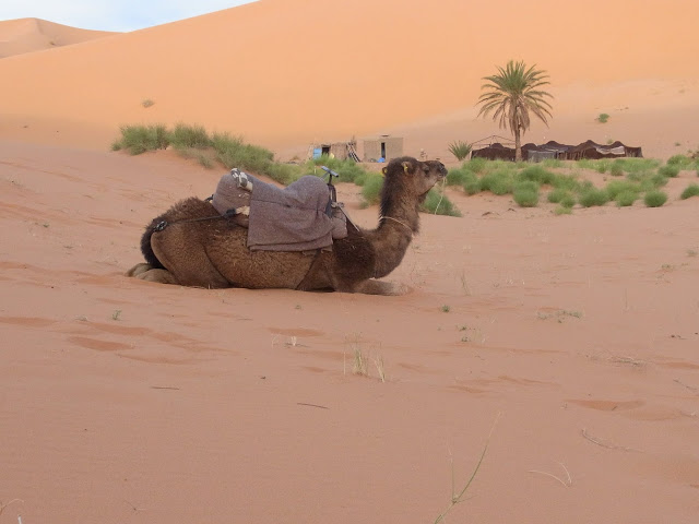 Things To Know Before Going To The Sahara Desert Tour